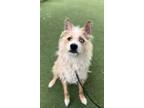 Adopt MANNY a Lakeland Terrier