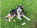 Adopt SPRUCE a Siberian Husky, Mixed Breed