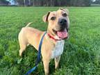 Adopt DIESEL a Pit Bull Terrier, Labrador Retriever