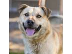 Adopt SIMON a Chow Chow, Mixed Breed