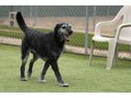 Adopt Graham a Labrador Retriever, Standard Poodle