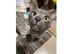 Adopt Sammie a Domestic Short Hair