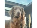 Adopt Coco a Golden Retriever