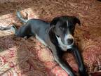 Adopt Frank - fostered in CT a Labrador Retriever