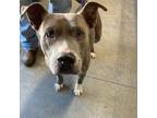 Adopt JAKE a Pit Bull Terrier