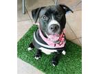 Adopt KEITH a American Staffordshire Terrier