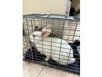 Adopt SNOOPY a Bunny Rabbit