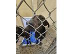 Adopt SHADOW a Labrador Retriever, Mixed Breed