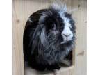 Adopt Mtn Dew a Lionhead