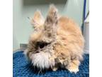 Adopt Pigpen a Lionhead