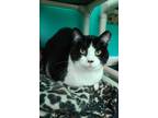 Adopt Dash a Domestic Short Hair