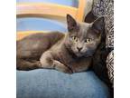 Adopt Billy a Domestic Short Hair