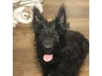 Scottish Terrier Puppy for sale in Powhatan, VA, USA