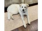 Adopt K2 a Great Pyrenees