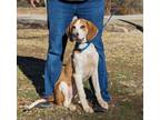 Adopt Walter a Treeing Walker Coonhound
