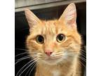 Adopt Ian a Domestic Short Hair, Tabby