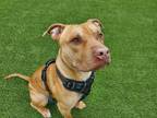 Adopt Caldwell a Pit Bull Terrier