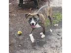 Adopt Prince a American Staffordshire Terrier, Pit Bull Terrier