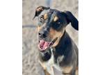 Adopt Skipper a Labrador Retriever, Rottweiler