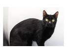 Adopt Jet (Larry II) a Domestic Short Hair