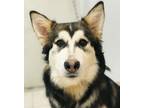 Adopt Fenrir a Siberian Husky, German Shepherd Dog