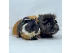 Adopt Milo (and Twitch) a Guinea Pig