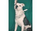 Adopt VALENTINO a Pit Bull Terrier