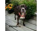 Adopt Hendrix a Boxer