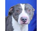 Adopt Guillotine- 013107S a Pit Bull Terrier