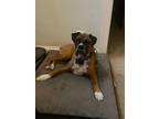 Adopt Courtesy Listing- Mason a Boxer