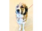 Adopt Rex a Saint Bernard