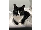 Adopt Sox a Domestic Short Hair