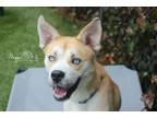 Adopt Bama a Siberian Husky