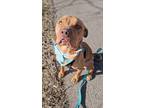 Adopt Pluto a Shar-Pei, Mixed Breed