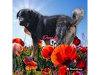 Adopt Denali a Caucasian Sheepdog / Caucasian Ovtcharka, Rottweiler
