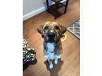 Adopt Samson a Great Pyrenees, Plott Hound