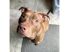 Adopt Wiggles- In a Foster Home a Pit Bull Terrier, Mixed Breed