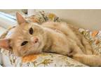 Adopt Mars a Domestic Short Hair