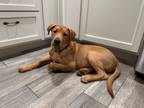 Adopt Quincy a Pit Bull Terrier, Labrador Retriever