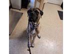 Adopt Goober a Bullmastiff