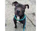 Adopt Snickers a Mixed Breed