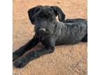 Schnauzer (Giant) Puppy for sale in Phoenix, AZ, USA