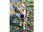 Adopt Ralph a German Shepherd Dog