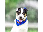 Adopt Roxana's Pup-Beau a Mixed Breed