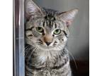 Adopt Benny a Domestic Short Hair