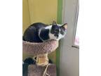 Adopt JASPER a Domestic Short Hair