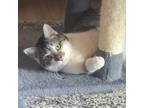 Adopt Navy Blue aka "Navy" a Tabby, Domestic Short Hair