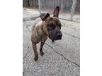 Adopt Bosco a Mastiff