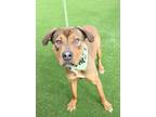 Adopt NERO a Mastiff, Mixed Breed