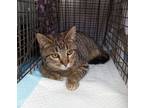 Adopt Pinto Bean a Domestic Short Hair, Tabby